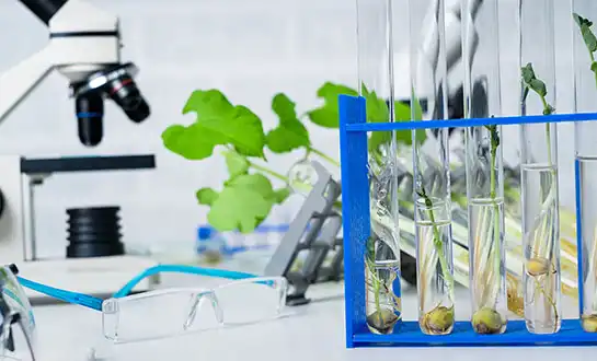 Harnessing Signaling Molecules for Advanced Crop Stress Recovery